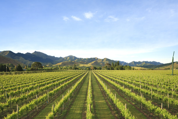 vineyard