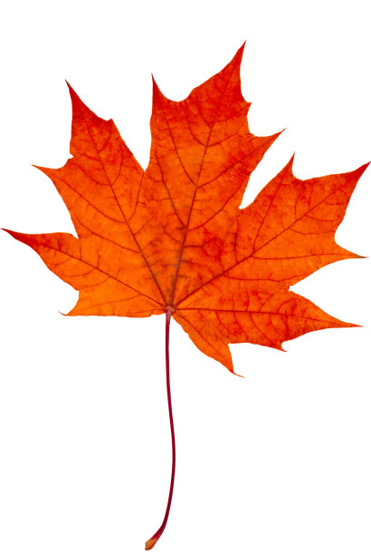 红枫叶