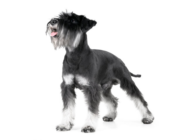 schnauzer