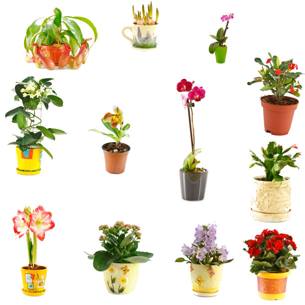 impatiens