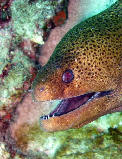 moray