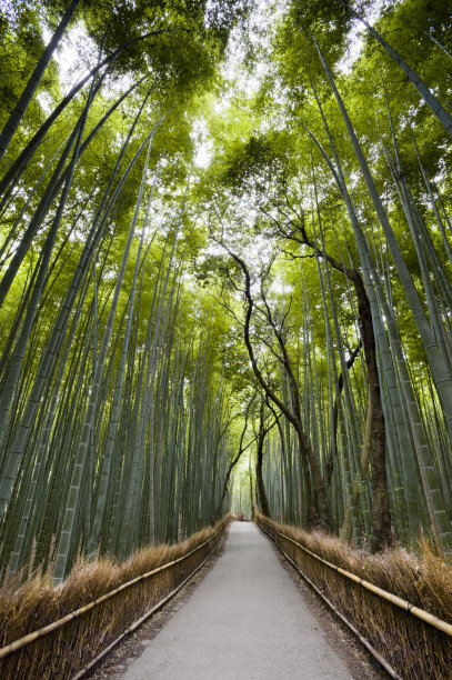 绿竹林竹林围栏