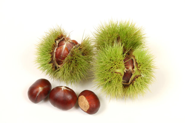 chestnut