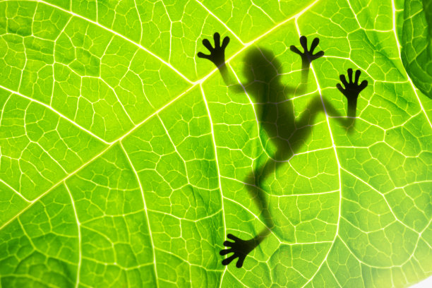 frog