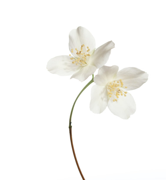 jasmine