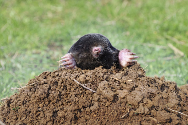mole