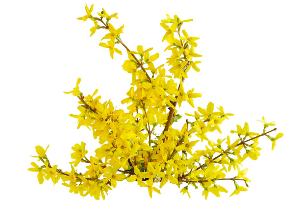 forsythia