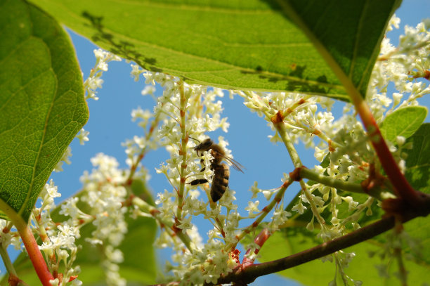 pollination