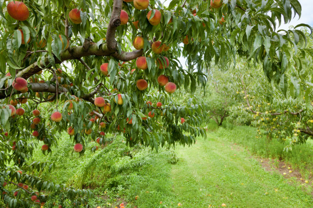 orchard