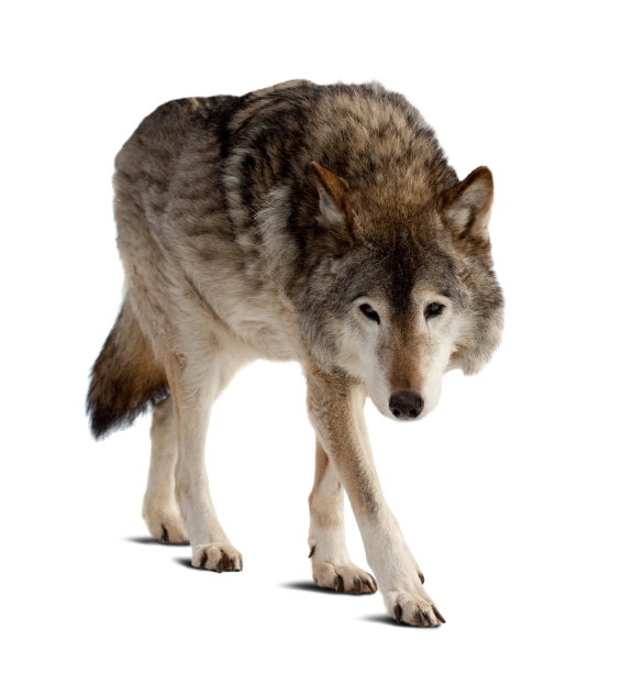 wolf