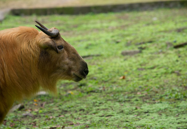 长角的羚牛