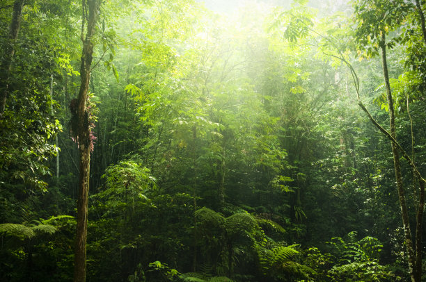 jungle