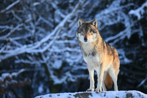 wolf