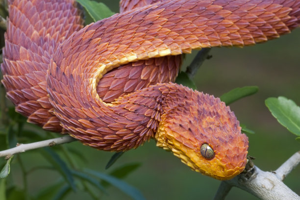 snake