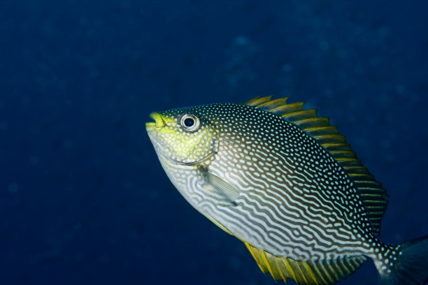 rabbitfish