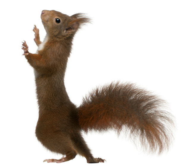 squirrel
