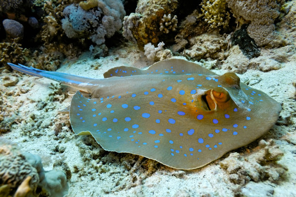 stingray
