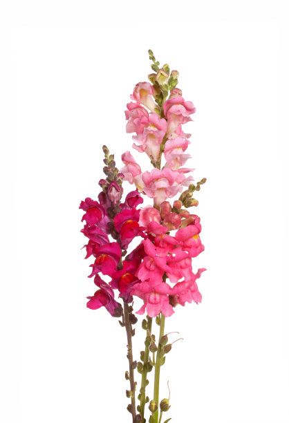 snapdragon