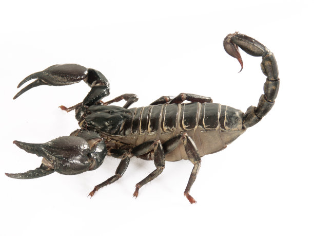 scorpio