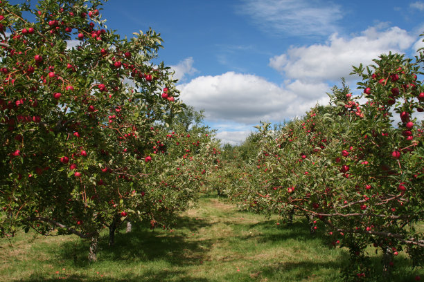 苹果园苹果树