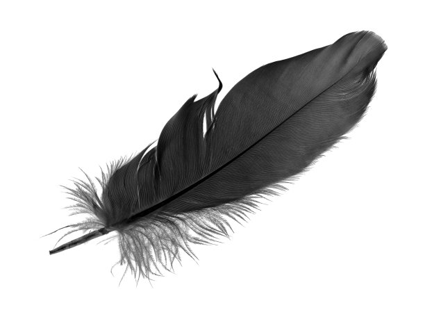 feathers