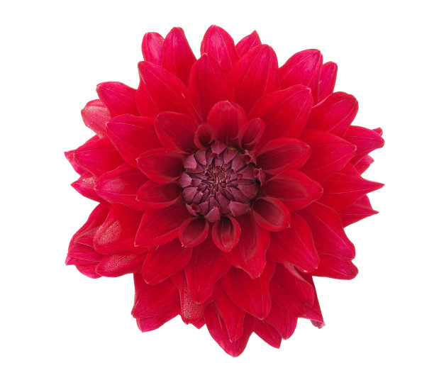 非洲雏菊,花,偏远的