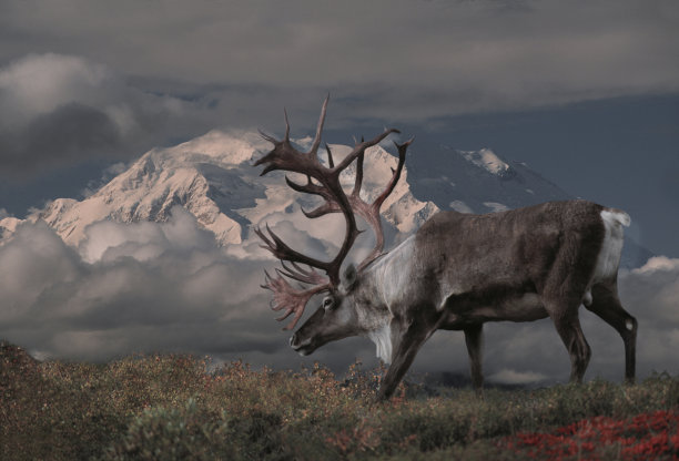 reindeer