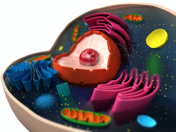 cells