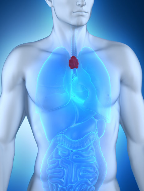 thymus