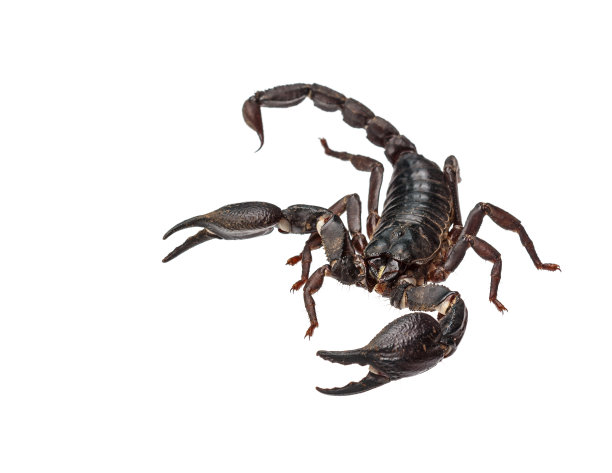 scorpio