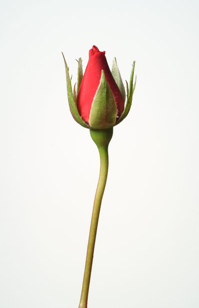 bud