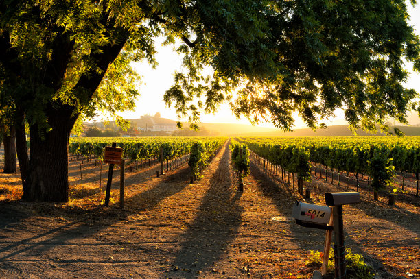 vineyard