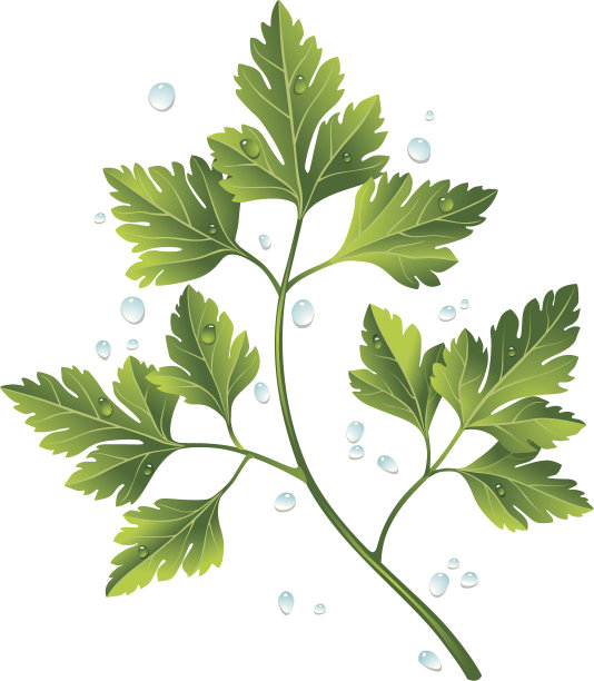 mugwort