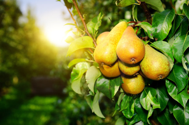 pears
