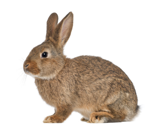 rabbit