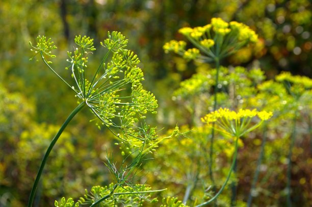 fennel