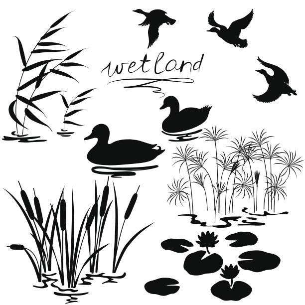 reed