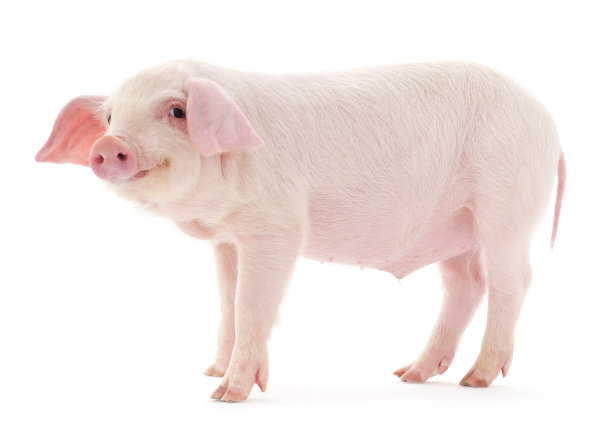 piggy