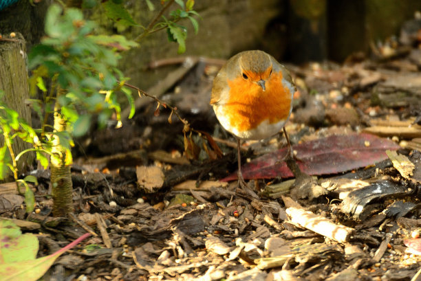 robin-chat