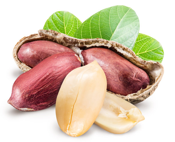 earthnut