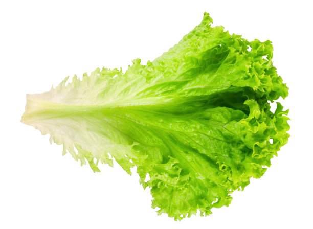 生菜