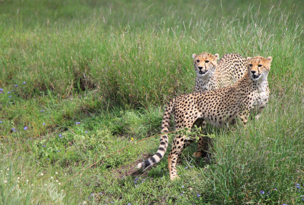 nanyuki