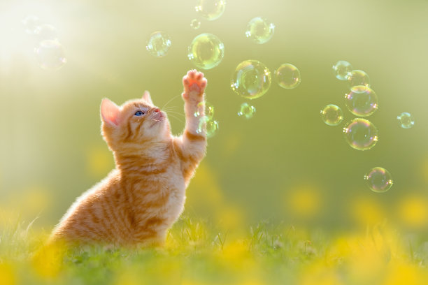 萌猫