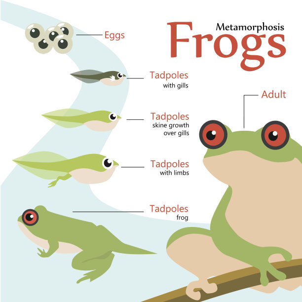 frog