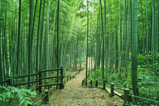 绿竹林竹林围栏