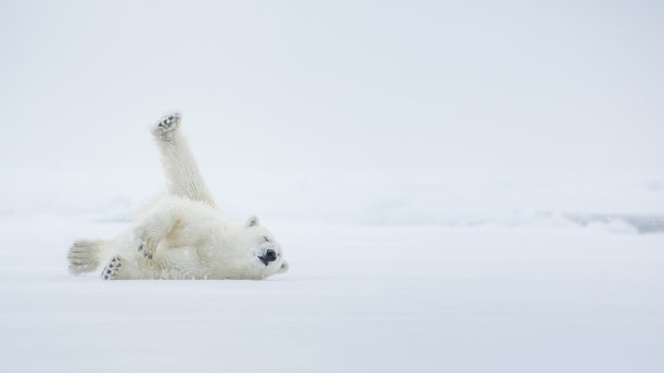 arctic