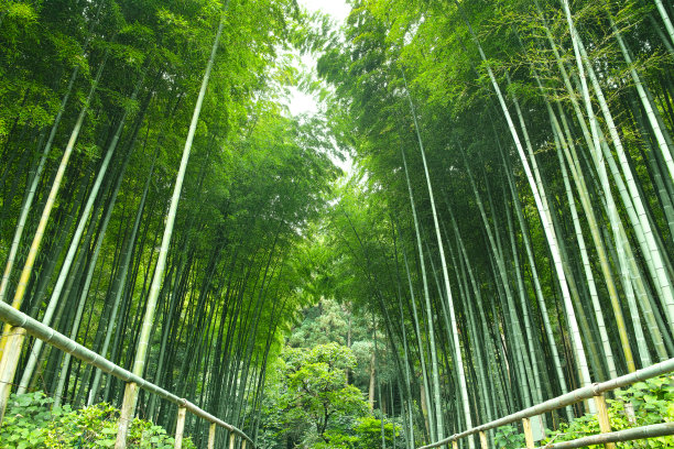 绿竹林竹林围栏
