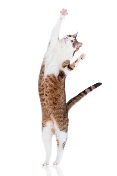 leaping