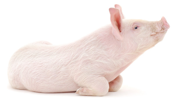 piggy