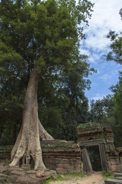 自然,垂直画幅,柬埔寨